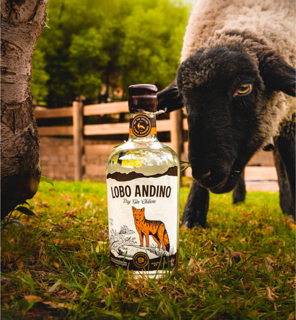 Gin chileno - london dry - portal voy - lobo andino - small batch - destilado